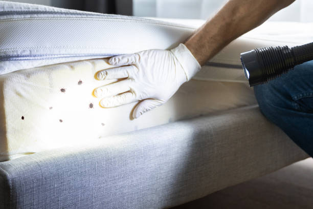 Best Residential Pest Control  in Visalia, CA