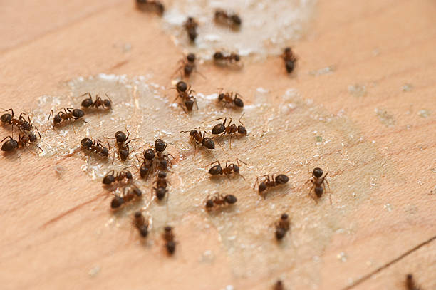 Best Flea Control Services  in Visalia, CA