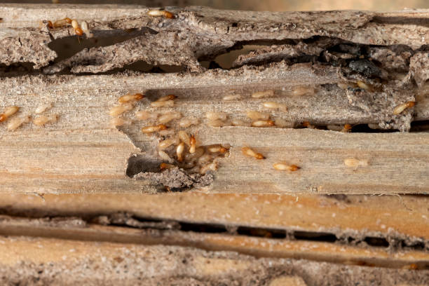 Insect Control in Visalia, CA